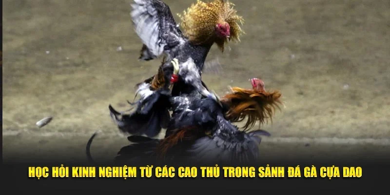 Học hỏi kinh nghiệm từ các cao thủ trong sảnh đá gà cựa dao