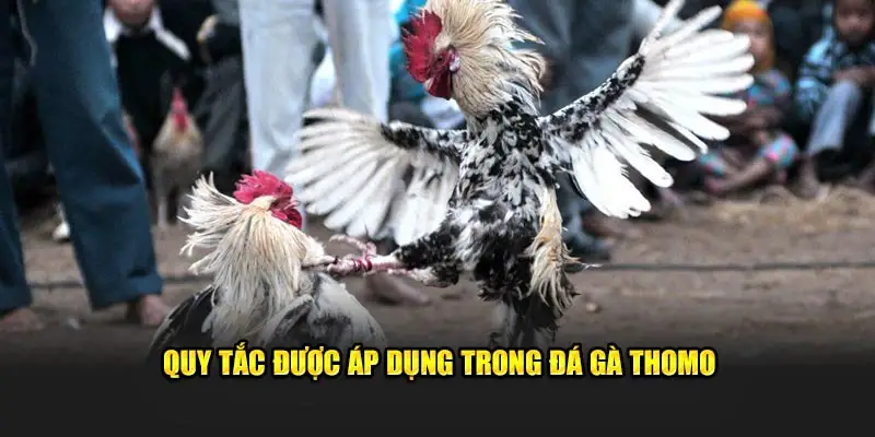 Quy tắc được áp dụng trong đá gà Thomo