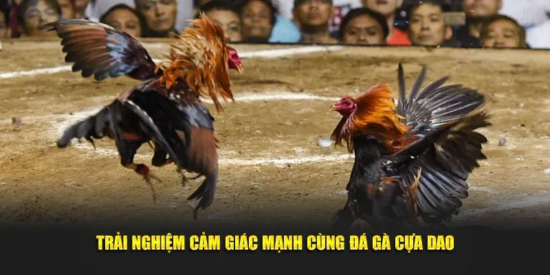 Trải nghiệm cảm giác mạnh cùng đá gà cựa dao