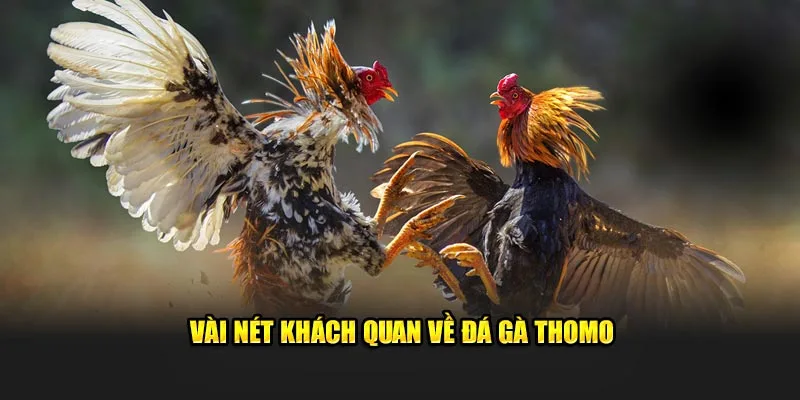 Vài nét khách quan về đá gà Thomo